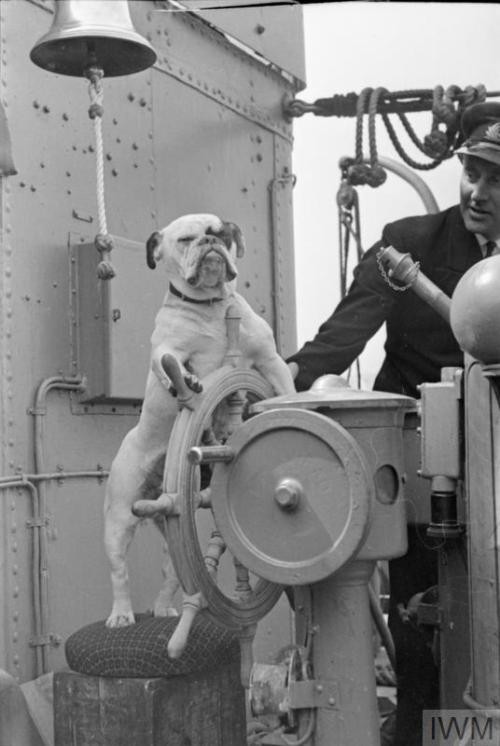 mostly-history:“Venus”, the bulldog mascot of the destroyer HMS Vansittart (1941).