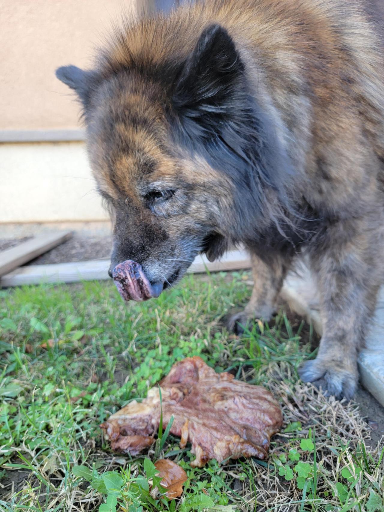 My Teddy Bear turned 15. Bought the biggest steak I could find.