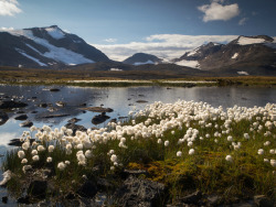 commovente:  expressions-of-nature:  by Eva Mårtensson Cottongrass at Sulitjelma, Norway  hello! this is what the inside of my heart looks like! once i dreamt that the only word i could say was fjell! when i woke up and looked it up it was a mountain