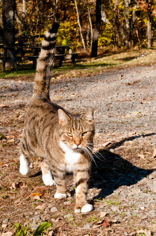 Flint, the Polydactyl Resident Cat - WillowCroft Winery - Leesburg, VA (via This Clicks Photogr