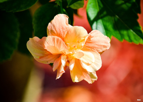 Orange hibiscus 