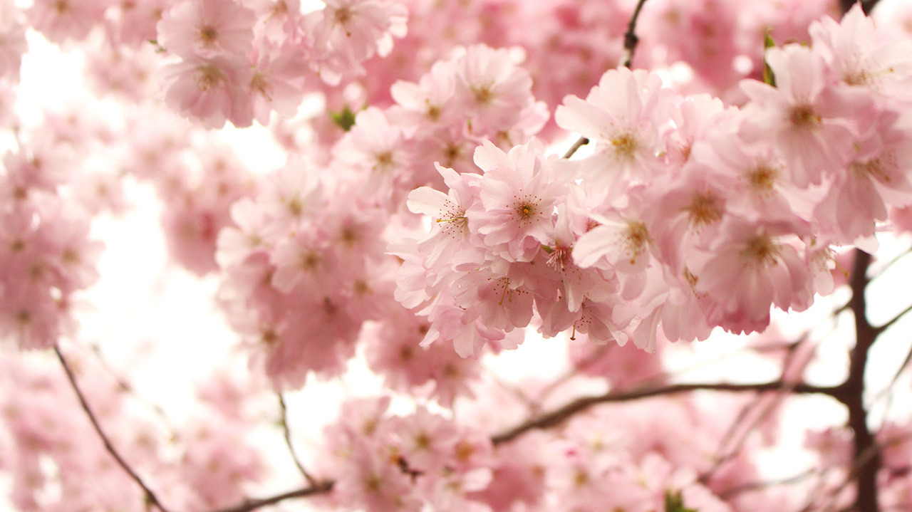 drxgonfly:  Photography Flowers (by Bruno Bosse)Photographer’s Facebook | Youtube