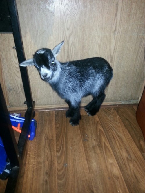 My Christmas present a 7 to 10 day old. Pygmy goat. His name Ba Ba.