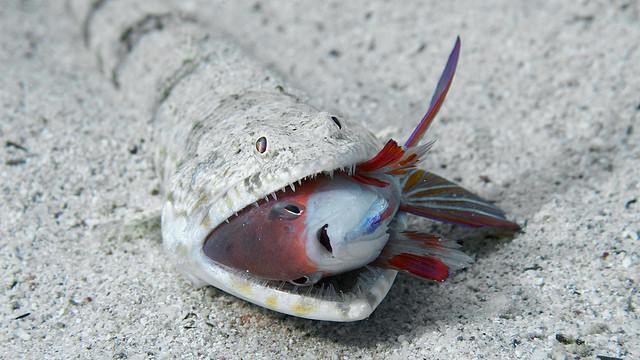 Onde esse peixe foi parar?
spectacularuniverse:
“ That poor jewel-coloured fairy basslet looks like a goner, at the mercy of a hungry nebulous lizardfish. Lizardfish are expert predators, burying their bodies in the sand, leaving only their eyes...