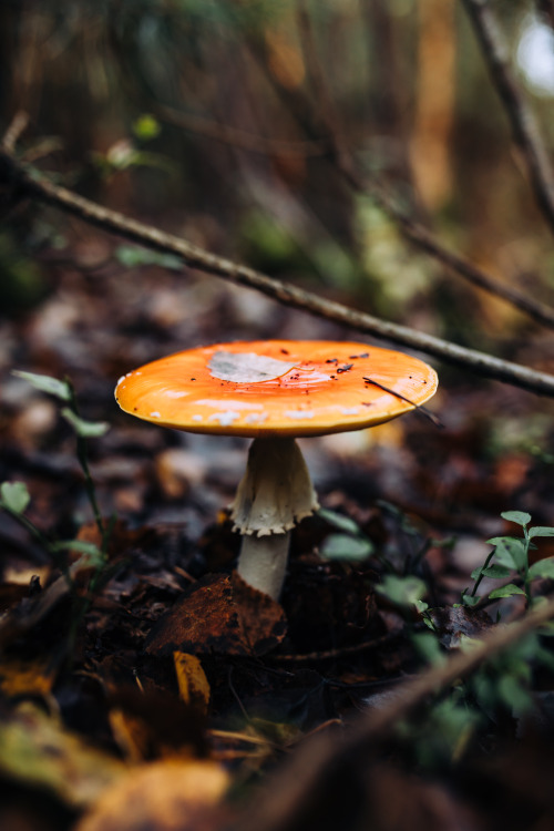 my igThe silence and the joy of sweet forest walks.