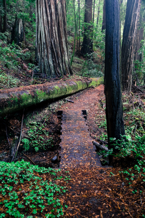 steepravine:  Bridge To Giant Redwood Paradise (Portola Redwoods, California - 11/2014)