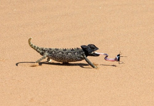 latinoking: Beetle caught by a Namaqua Chameleonby Thomas Whetten