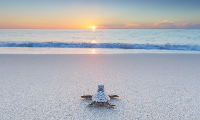 lsleofskye:  Baby TurtlesCredits: 1, 2, 3, 4, 5, 6, 7, 8, 9, 10