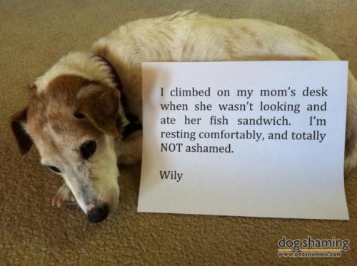 dogshaming:  Free [sandwich for] Willy!!  I climbed on my mom’s desk when she wasn’t looking and ate her fish sandwich. I’m resting comfortably, and totally NOT ashamed.