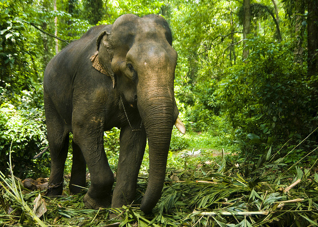 funkysafari:  Indian Elephant by On The Go Tours 