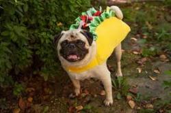 cosplay-pugs:  Your Daily Dose of Pug  Is that the illusive &lsquo;Taco Pug&rsquo;?