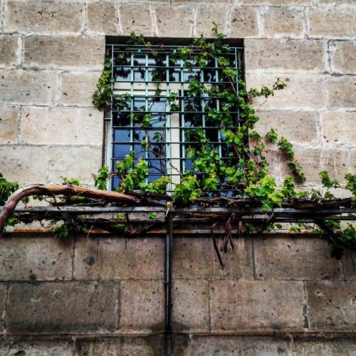Architecture, Built Structure, Building Exterior, Window, Day, Outdoors, No People, Plant, Ivy, Grow