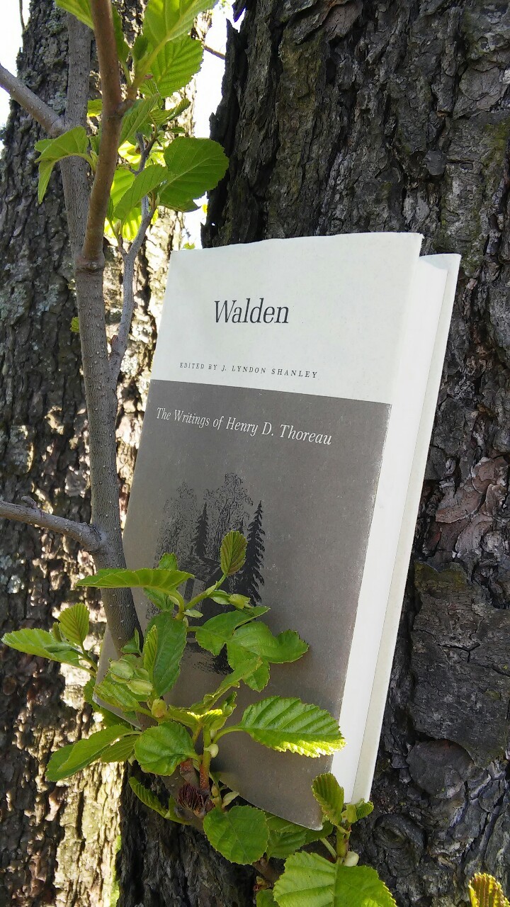 book photo challenge /// june 2 /// nature
Walden by HD Thoreau
Is this too obvious? But I spent an hour reading my favourite bits in the sunshine. Provocative as always – an old friend with whom I like to argue.