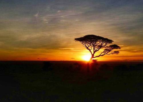 Kumekucha.Jua limechomoza.Siku nyingine tena ya kufurahia ndani ya #Serengeti.Photo by @manjaswonder