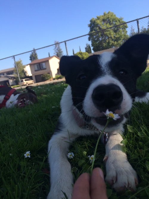 Pet sitter dog walker