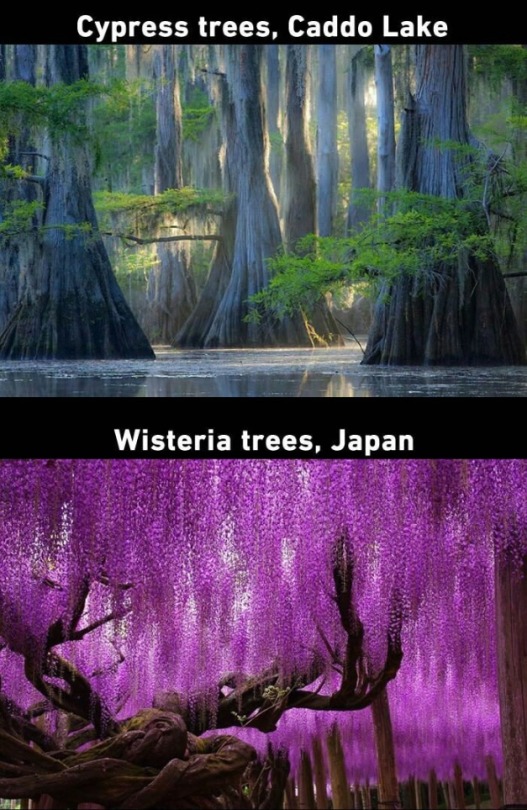 neurodivergent-crow: scienceampersandfantasy:    THIS IS WHAT I MEAN WHEN I SAY TREES ARE COOL 