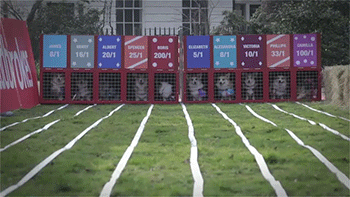 thatfilthyanimal:missmartian23:thefrogman:sizvideos:World’s First Corgi Race [video]thatfilthyanimal