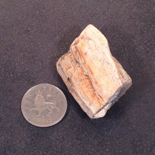 rrareearthh:Petrified wood with cool blue chalcedony from a creek in Columbia County, Oregon. Octobe