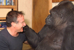 latenightchlll:  mirkokosmos:  Robin Williams &amp; Koko, 2001 “Robin made Koko smile — something she hadn’t done for over six months, ever since her childhood gorilla companion, Michael, passed away.”http://www.youtube.com/watch?v=I9I_QvEXDv0