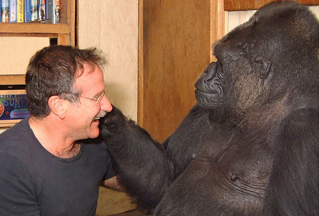  Koko the gorilla is a resident at the Gorilla Foundation in Woodside, CA and communicates