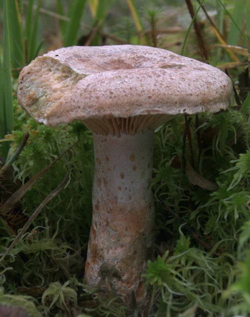 Lactarius quieticolor is the quietest-coloured of the orange milk milk-caps, but it does produce som