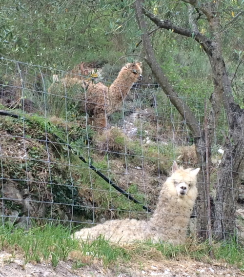 atoutscoeur:atoutscoeur:I knew my mother was totally crazy but now I have TWO FUCKING ALPACAS in my 