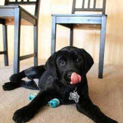 awwww-cute:  My friend’s Labrador just