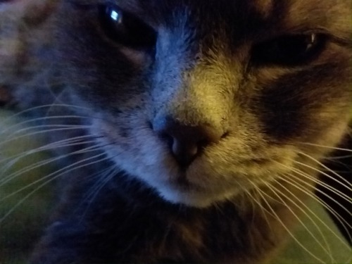 allthegoodnamesargone:So my friend’s cat died a few months ago, and I think everyone should se