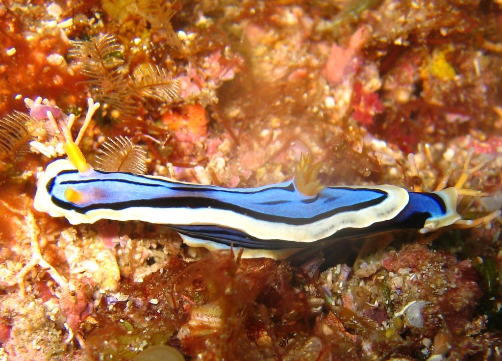 Chromodoris elisabethina.