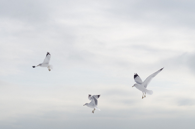 aviox:  In Flight by JoelZimmer on Flickr. 