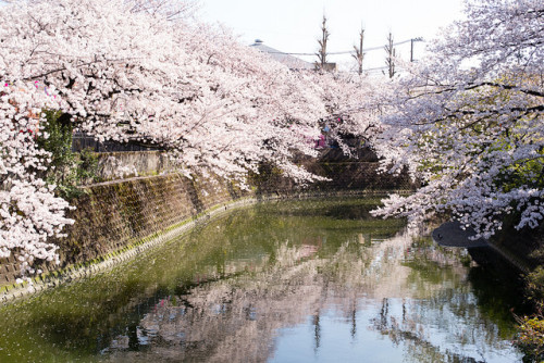 Cherry Trees &amp; River by kuma_photography on Flickr.
