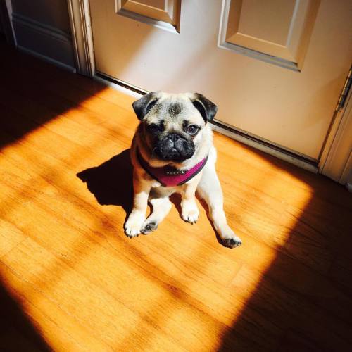 zanehollingsworth:Mila taking in some warm sunlight. The pigs and cats follow that light through the