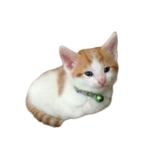/ᐠ > ˕ 