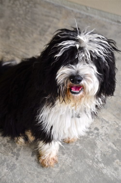 handsomedogs:  A fluffy pup at the shelter