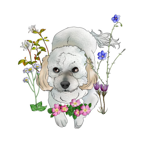 Kevyn the Havanese for @the-adventures-of-dave *Sale for the memorial fund for my pet until further 