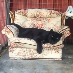 carerescuetexas:  Getting rid of stuff at CARE means finding ways to repurpose it for animal enrichment!   We gave Raven an “old lady chair” and she thinks that it’s very comfy and the perfect size for her so she is keeping it. #blackleopard #leopardlove