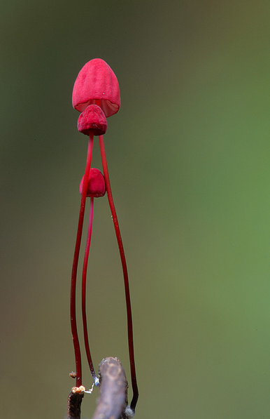kateoplis:  Fantastic Fungi 