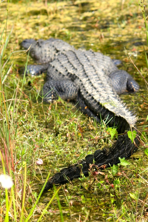 A couple of photos from my trip last month to the Everglades where I was able to get up close and pe