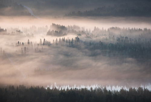 tiinatormanenphotography: Woods.  Syöte, Finland. 2017.  by Tiina Törmänen 