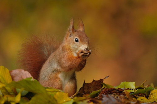 nubbsgalore:  photos by dutch photographer edwin kats, who notes, "i like squirrels and hedgeho