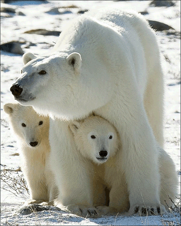 Porn Pics Arctic ancestry (Polar Bear with cubs)