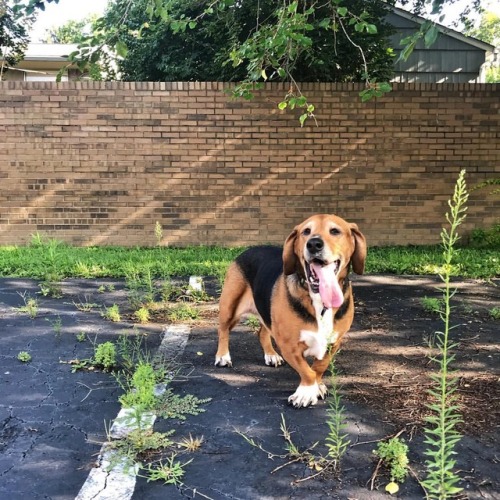 My old lady&hellip; ❤️ #daisyfuentes #asseenincolumbus #dogsofinstagram #bassethound #poundpuppy