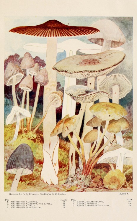 wapiti3: Toadstools, mushrooms, fungi, edible and poisonous; one thousand American fungi. ; By McIlv