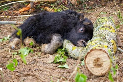 Muskox Birth Gives Keepers Reason For Hope Keepers at Highland Wildlife Park are excited to announce