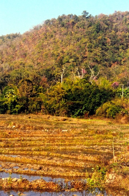Winter in Highland Thailand, Chiang Mai Province, 2000.This padi dormant in the Thai winter is used 