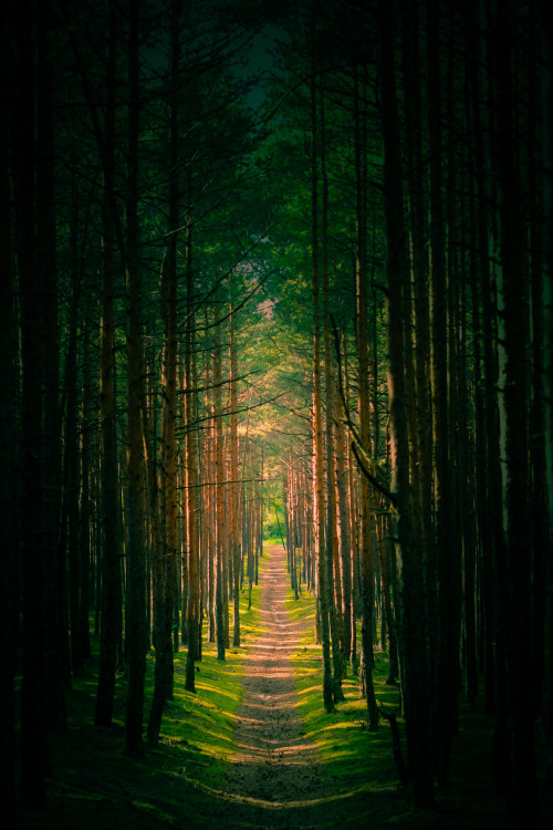 expressions-of-nature:  A Path Out of Darkness by: Stan M on 500px. 