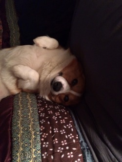 vonsneezinpooch:  Lady, some belly rubs please?