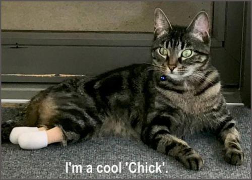 [TOP IMAGE DESCRIPTION: a dark brown tabby is laying on a gray brown carpet. her back two legs are c