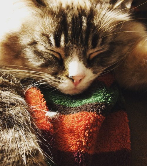 craftingpaws: My stitching buddy, out for the count…