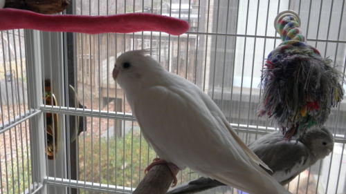 I miss my birbs. They were butts, but by golly, they were my butts.  My pillow scented butts. I